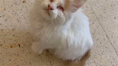 قصه واقعيه