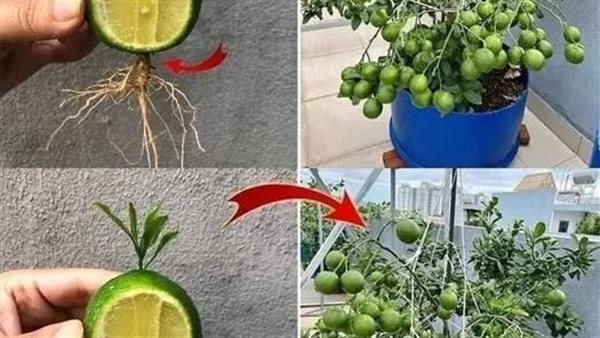 لمحة نيوز