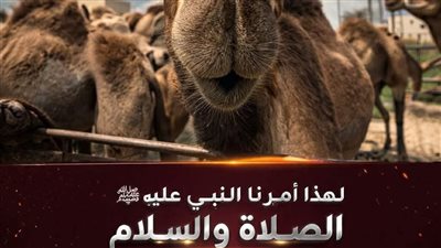 لهذا أمـرنا النبي ﷺ بالوضوء بـعـد أكـل لـحـم الجمل
