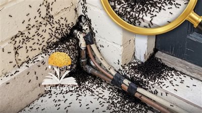 افضل الخلطات للتخلص من النمل والصراصير