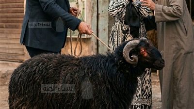 ‏طلب مني زوجي أن أذهب معه لشراء خروف العيد بحكم خبرتي كطبيبة بيطرية