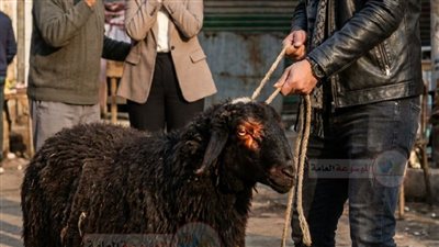 ‏طلب مني زوجي أن أذهب معه لشراء خروف العيد بحكم خبرتي كطبيبة بيطرية