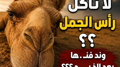 لماذا لا نأكل رأس الجمل وڼدفنها بعد الذبح