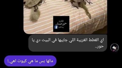لعڼة القطط حكاوي كاتبة بقلم حور حمدان