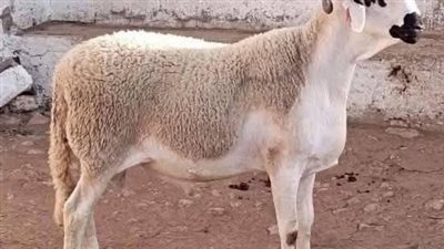 اخت جوزي كانت حامل